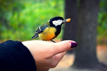 bird in hand