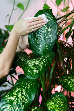 Female gardener hands wiping the dust from  houseplant leaves,  taking care of plant dieffenbachia, close up. Home gardening. 