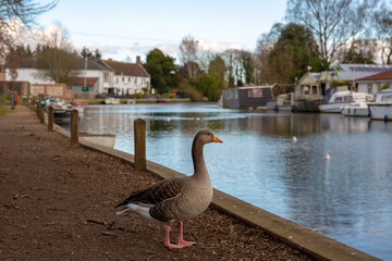 Duck by the river