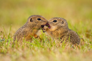 Naklejka na ściany i meble Two european ground squirrel, spermophilus citellus, standing close together and kissing. Cute sousliks in proximity on a summer meadow with grass. Animal wildlife scenery with harmonious rodents.