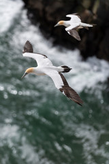 Adult australasian gannet in flight, flying along the cliffs of Muriwai beach and gannet colony