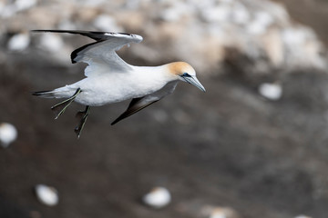 beautiful image of australasian gannet preparing for landing at its  nest on the Muriwai gannet colony