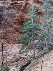 pine tree trunk Zion National Park Utah clear during corona virus