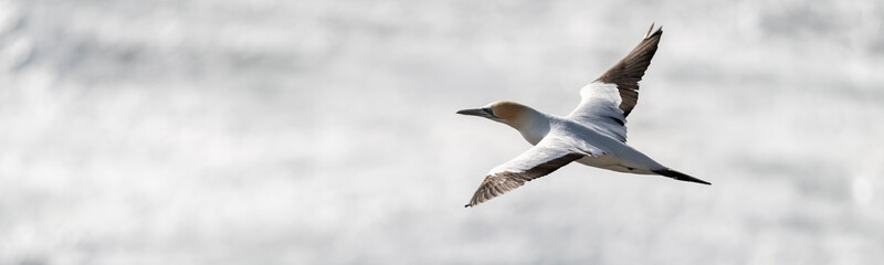 top aerial view over the plumage of an adult australasian gannet in flight contrasting against the silver paper like reflections of sunlight on the sea water, Muriwai