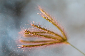 Beautiful green plant, macro closeup