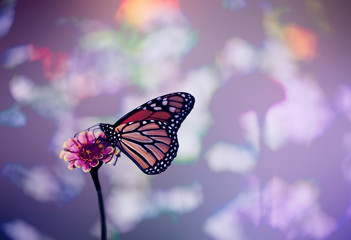 Fototapeta na wymiar Butterfly in purple