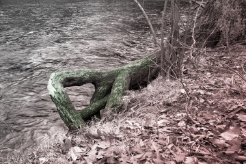 River and Trees together in Black and White