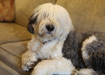 sheepdog on the sofa in a cozy room