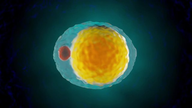 3D Animation of a Adipocyte aka Fat cell in the human body.