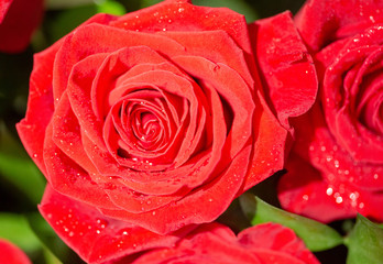 Close up red roses