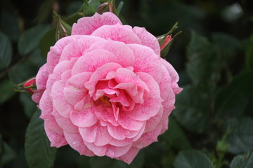 gefüllte rosa Rosenblüte