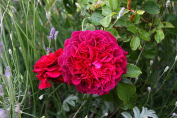 rote englische Rose