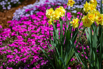 Spring brings out the daffodils and multi-colored phlox
