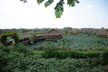 Obraz na płótnie Canvas A beautiful view of lotus flower field in Siem Reap, Cambodia.
