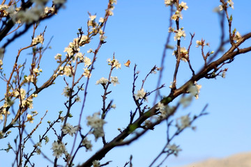 Dainty white blossoms on a tree. Selective focus.