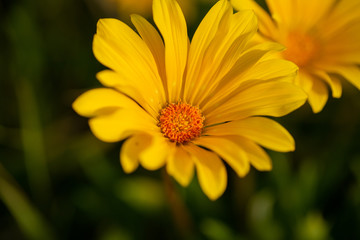 Spring