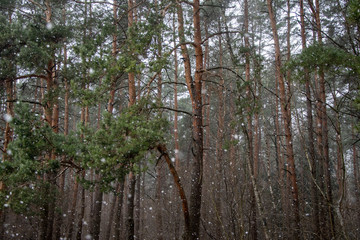 The snow is slowly spinning and falling in a pine forest, the snow and winter weather.