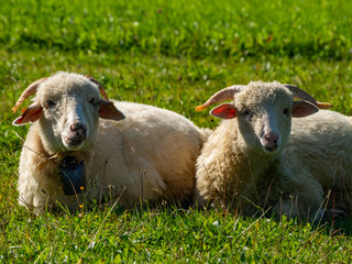 Obraz premium Two sheeps laying and resting on the meadow.
