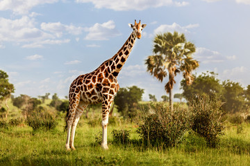 Naklejka na ściany i meble Giraffe in the savannah