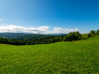 Fototapeta na wymiar Sunny grass meadow and the forest in the background. Blue sky.