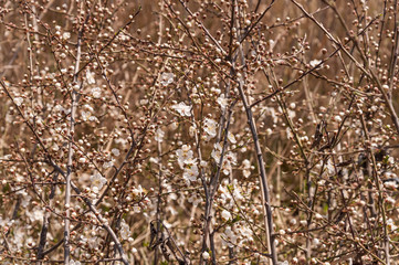 wild apricot blooming in spring, branches of an apricot tree in flowers, spring garden trees close,brown tree branches with white flowers on them
