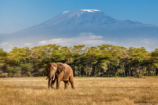 Elephant and Kilimanjaro