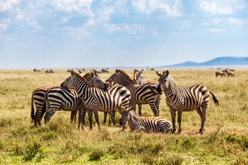 Obraz na płótnie Canvas Zebras in Serengeti national park