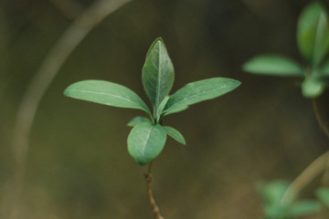 Spring green branches with small leaves
