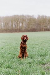 Irish red setter dog puppy in the field