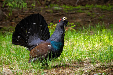Majestic western capercaillie, tetrao urogallus, calling inf the morning. Endangered bird with impressive coloration displaying with open tail feathers in the forest. Capercaillie in its biotope.