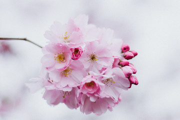 Spring pink cherry sakura blossoms blooms flowers