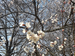 Spring flowering apricot tree. White flowers against the sky.