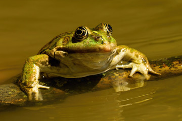 Close-up of a edible frog, pelophylax esculentus, sneaking out of water in summer. Cute green amphibian swimming in sunshine. Animal coming out of lake from front view
