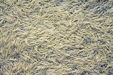 Macaroni scattered in close-up with space to copy.