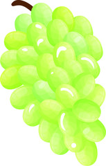 fresh grapes on white background - vector