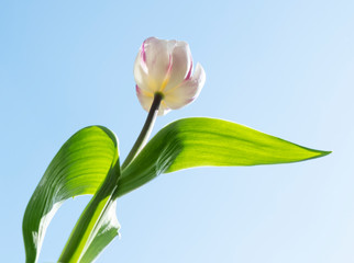 White tulip with pink stripes and green leafs, photographed from below, against blue sky Copy space for your text