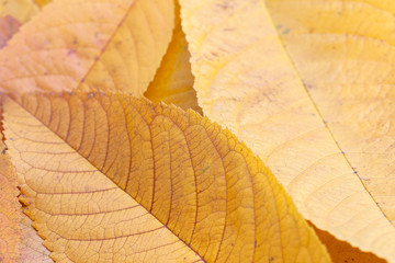 Fototapeta premium Close up shot of autumn yellow leaves.