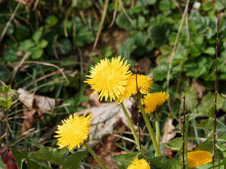 (Taraxacum officinale) Plant de pissenlit officinal avec ses fleurs jaunes sur tiges aux feuilles lob&eacute;es et dent&eacute;es &agrave; plat sur le sol 