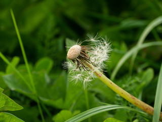 Close up of partially empty seed head of a dandelion wild flower. Selective focus