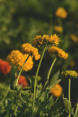 Marigold yellow flower in the garden