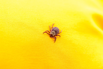 Spring mite on the yellow background