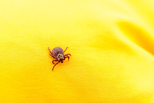 Closeup picture of mite on the yellow clothes isolated