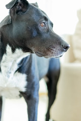 Close-up of a pit bull inside a house