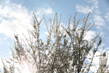 plum branches in bloom with a beautiful blue sky in spring for Easter