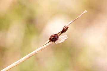 Two mites sitting on the stick in the forest