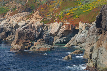 Landscape of the shoreline of the Pacific Ocean with prolific flowers in bloom south of Monterey, California, USA