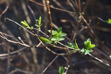 Spring green leaves of a tree on a background of brown branches, a symbol of new life
