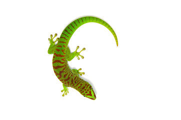 Lizard on white background