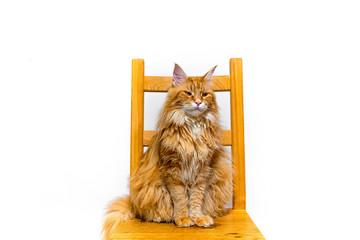 Długowłosy, rudy kot maine coon siedzący na krześle patrzy w bok z przymrużonymi oczami na białym tle