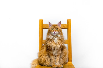 Długowłosy, rudy kot maine coon siedzący na krześle i patrzy na wprost na białym tle